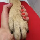 9 üzleti kép VEZÉR ÁLLATORVOSI RENDELŐ DR. BARTAKOVICS KATALIN Állatorvosok ban/ben Budapest PE