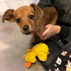 10 üzleti kép VEZÉR ÁLLATORVOSI RENDELŐ DR. BARTAKOVICS KATALIN Állatorvosok ban/ben Budapest PE