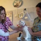 11 üzleti kép VEZÉR ÁLLATORVOSI RENDELŐ DR. BARTAKOVICS KATALIN Állatorvosok ban/ben Budapest PE