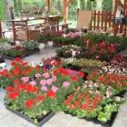 2 üzleti kép VIRÁGOSKERT VIRÁGBOLT Virágüzlet, virágkötészet ban/ben Mosonmagyaróvár GS