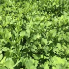 7 üzleti kép VITAL-FEED KFT.--MEZŐGAZDASÁG,-TAKARMÁNYOZÁSI SZAKTANÁCSADÁS Mezőgazdaság ban/ben Kapuvár GS