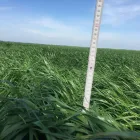 13 üzleti kép VITAL-FEED KFT.--MEZŐGAZDASÁG,-TAKARMÁNYOZÁSI SZAKTANÁCSADÁS Mezőgazdaság ban/ben Kapuvár GS