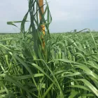 1 üzleti kép VITAL-FEED KFT.--MEZŐGAZDASÁG,-TAKARMÁNYOZÁSI SZAKTANÁCSADÁS Mezőgazdaság ban/ben Kapuvár GS