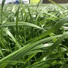 11 üzleti kép VITAL-FEED KFT.--MEZŐGAZDASÁG,-TAKARMÁNYOZÁSI SZAKTANÁCSADÁS Mezőgazdaság ban/ben Kapuvár GS