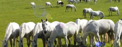 3 üzleti kép CSODASZARVAS SZILVÁSVÁRAD Üdülők ban/ben Szilvásvárad HE