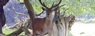 14 üzleti kép CSODASZARVAS SZILVÁSVÁRAD Üdülők ban/ben Szilvásvárad HE