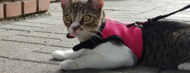 2 üzleti kép DAKTARY ÁLLATGYÓGYÁSZATI KFT. Állatorvosok ban/ben Pécs BA