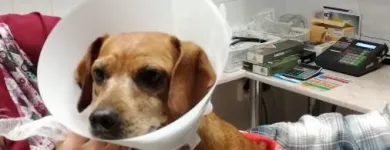 5 üzleti kép DR. BENEDEK PÁL ÁLLATORVOS Állatorvosok ban/ben Siófok SO
