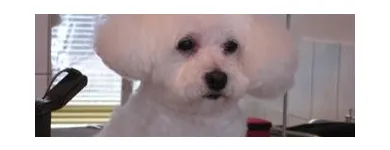 1 üzleti kép EBSZERVIZ KUTYAKOZMETIKA Egészség & Szépségápolás ban/ben Budapest