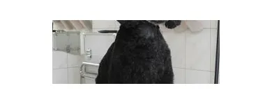 4 üzleti kép EBSZERVIZ KUTYAKOZMETIKA Egészség & Szépségápolás ban/ben Budapest