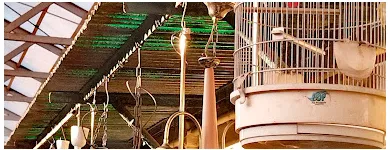 1 üzleti kép ECSERI MERCATO DELLE PULCI - GOODAPEST Üzleti szolgáltatások ban/ben Budapest