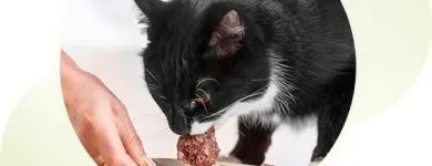 1 üzleti kép KIMINTVET - ÁLLATORVOSLÁS SZELÍDEN: HOMEOPÁTIA ÉS TERMÉSZETGYÓGYÁSZAT Egészség & Szépségápolás ban/ben Budapest