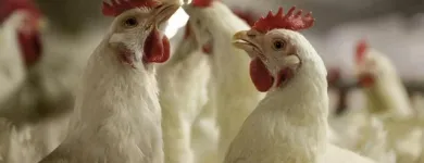 11 üzleti kép NAGISZ ZRT. Mezőgazdaság ban/ben Nádudvar HB