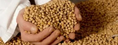 4 üzleti kép SOYA GROUP KFT. Vendéglátás ban/ben Győr GS