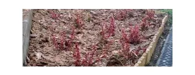 5 üzleti kép SZŐCS MIKLÓS KERTÉPÍTÉS Üzleti szolgáltatások ban/ben Solymár PE