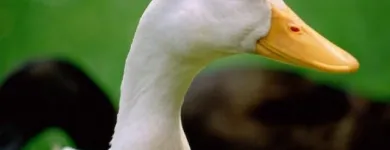 2 üzleti kép TOLLFELVÁSÁRLÁS Üzleti és kereskedelmi szervezetek ban/ben Debrecen HB