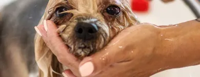 4 üzleti kép VEZÉR ÁLLATEGÉSZSÉGÜGYI CENTRUM KFT. Állategészségügyi szolgáltatások ban/ben Debrecen HB