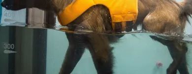 5 üzleti kép VEZÉR ÁLLATEGÉSZSÉGÜGYI CENTRUM KFT. Állategészségügyi szolgáltatások ban/ben Debrecen HB