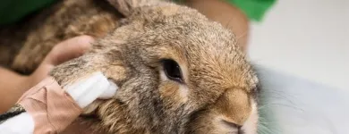 7 üzleti kép VEZÉR ÁLLATEGÉSZSÉGÜGYI CENTRUM KFT. Állategészségügyi szolgáltatások ban/ben Debrecen HB