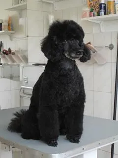 4 üzleti kép EBSZERVIZ KUTYAKOZMETIKA