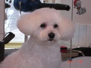 1 üzleti kép EBSZERVIZ KUTYAKOZMETIKA