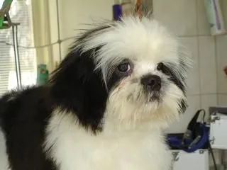 2 üzleti kép EBSZERVIZ KUTYAKOZMETIKA