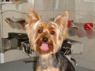 3 üzleti kép EBSZERVIZ KUTYAKOZMETIKA