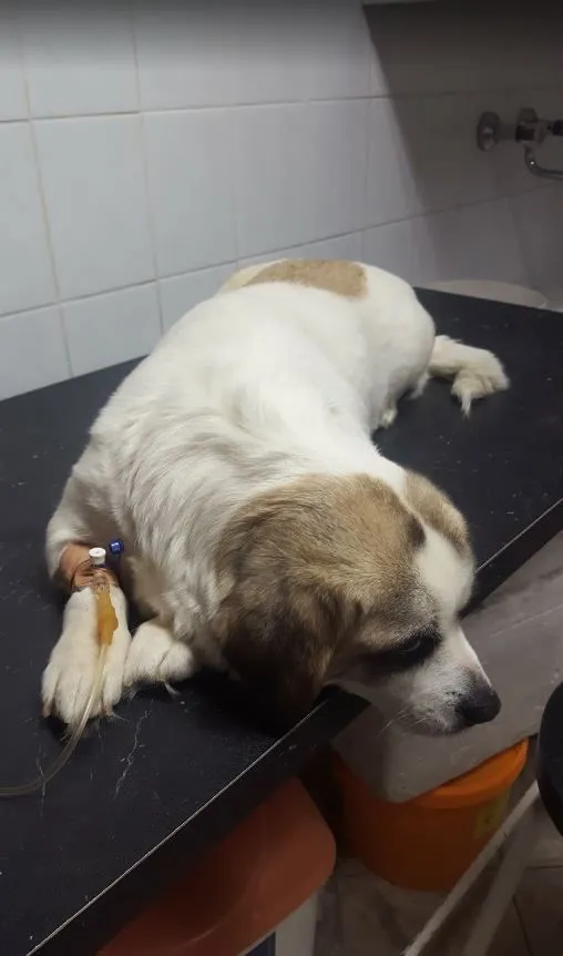 3 üzleti kép DR. BENEDEK PÁL ÁLLATORVOS