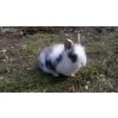 TORPEHAZINYUL TÖRPEHÁZINYÚL Üzleti szolgáltatások ban/ben Kecskemét BK