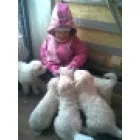 TANYACSÁRDA ŐRE KUVASZ KENNEL