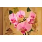 HARMÓNIA MASSZÁZS ÉS JÓGASTÚDIÓ